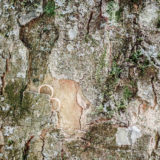 Eheringe Baum Details
